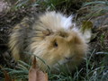 Сочи Парк Дендрарий - Прогулка по парку "Дендрарий" -аллеи парка, животный мир парка
