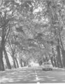 Старый Сочи - Платановая аллея